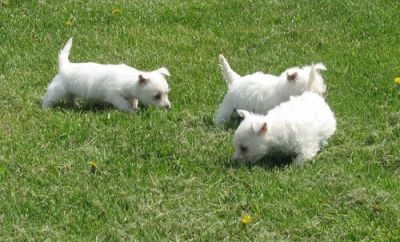  West Highland White Terrier Puppies For Sale 