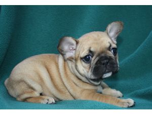male and female french bulldog for sale