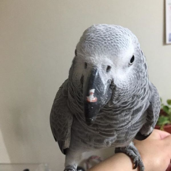 Alex the African grey