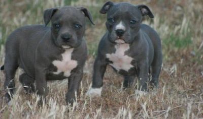 American Pit Bull Terrier puppies for sale