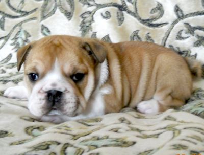 Gorgeous English bulldog puppies for free adoption