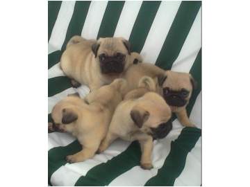 (pug) puppy adoption