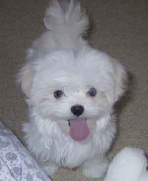 cute maltese puppies for adoption