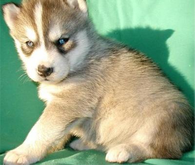 HEALTH AND PLAYFUL SIBERIAN HUSKY FOR FREE ADOPTION