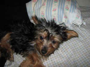 beautiful Registered healthy Yorkie 