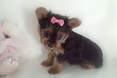 yorkie puppies for christmas