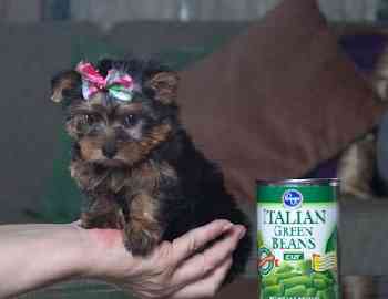 Two gorgeous Yorkie puppies remaining for adoption