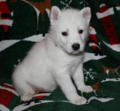 two cute siberian husky puppies for sale