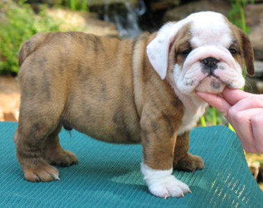 OMG! ! ! Male and Female English Bulldog Pups