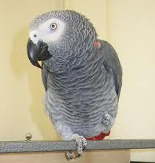 TWO African grey Parrots for Adoption