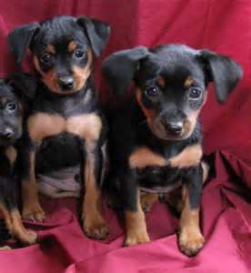 Miniature Pinscher for sale