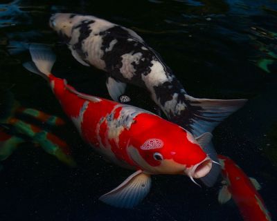 Magnificent Koi Fishes For sale.