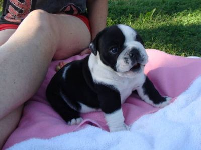 Healthy Well Trained Male and Female Bulldog Puppies Available 