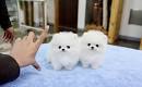 Best White Home Trained Pomeranian Puppy