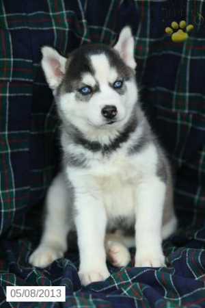 Siberian husky puppies