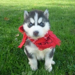 Affectionate Siberian Husky Puppies For Adoption