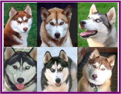 Siberian Husky Pups with paper $980 - $1500 M & F 