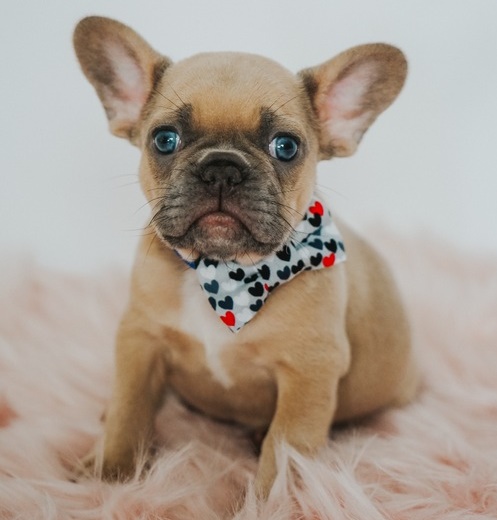 French bulldog puppy