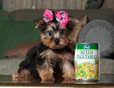 Cute Yorkie Puppies Available.