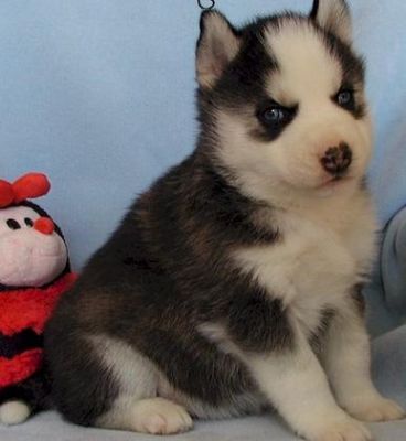 Adorable Siberian Husky Puppies For New Homes.