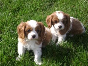 Cavalier King Charles Spaniel for adoption