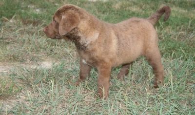 Chesapeake Bay Retriever  puppies,