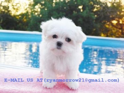 WHITE SUCCULENT MALTESE PUPPIES LOOKING FOR A NEW CARING HOME