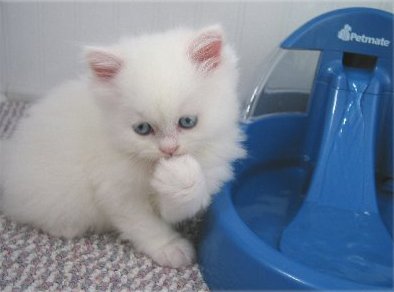 Beautiful male and female Persian Kittens