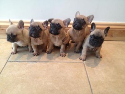 Reduced Reduced Reduced Stunning French Bulldog Puppies , Male, 1-3 months, fawn, Ready N  for sale.