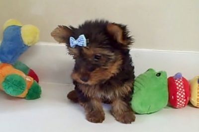 yorkie puppies for christmas