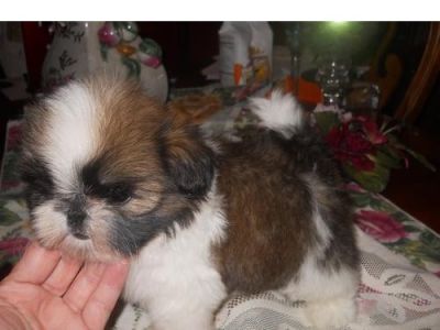 Adorable Healthy TeaCup Shih Tzu available.