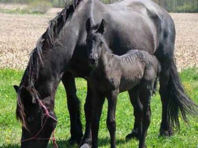 Beautiful and intelligent Friesian horses for adoption