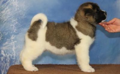Akita Puppies for Sale