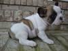 AKC French Bulldog Pup    $1,300
