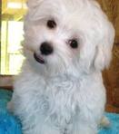 cute and adorable charming home trained maltese puppy for sale