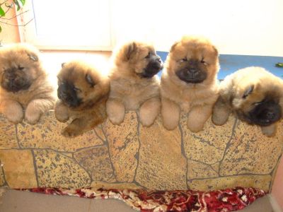 GOOD LOOKING CHOW CHOW PUPPIES READY FOR NEW HOME 