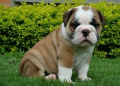 English bulldog puppies available for sale
