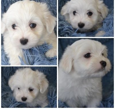 white maltese puppies ready