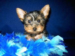 beautiful Registered healthy Yorkie 