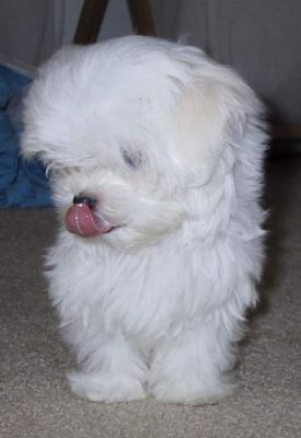 cute maltese babies for adoption 