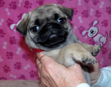 Adorable Pug Puppies For Loving Homes