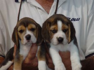 AKC Beagle Puppies for sale