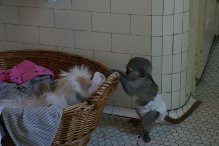 Lovely And Outstanding Capuchin Monkey Available 