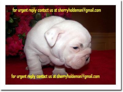 Healthy lovely English bulldog puppies ready for lovely home at (sherryholdeman@gmail.com)