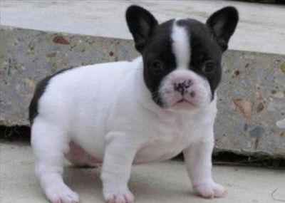 get the best of all time puppies french bulldog 