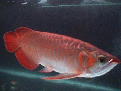 Attractive Super red arowana fish for sale and many other here very cheap !!!!