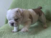 AKC REGISTERED ENGLISH BULLDOG PUPPIES FOR FREE ADOPTION