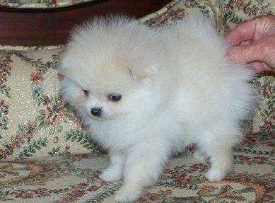 beautiful pomeranian pupies for sale
