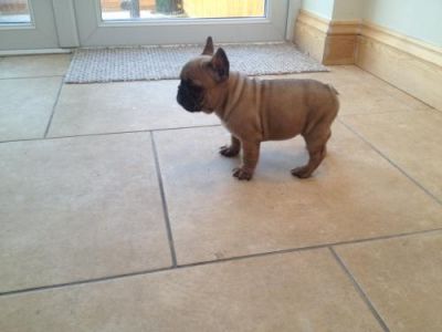 Reduced Reduced Reduced Stunning French Bulldog Puppies , Male, 1-3 months, fawn, Ready N  for sale.