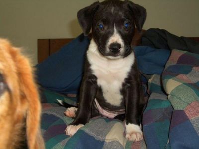 American Pitbull Puppies For New Homes Ready To Go.